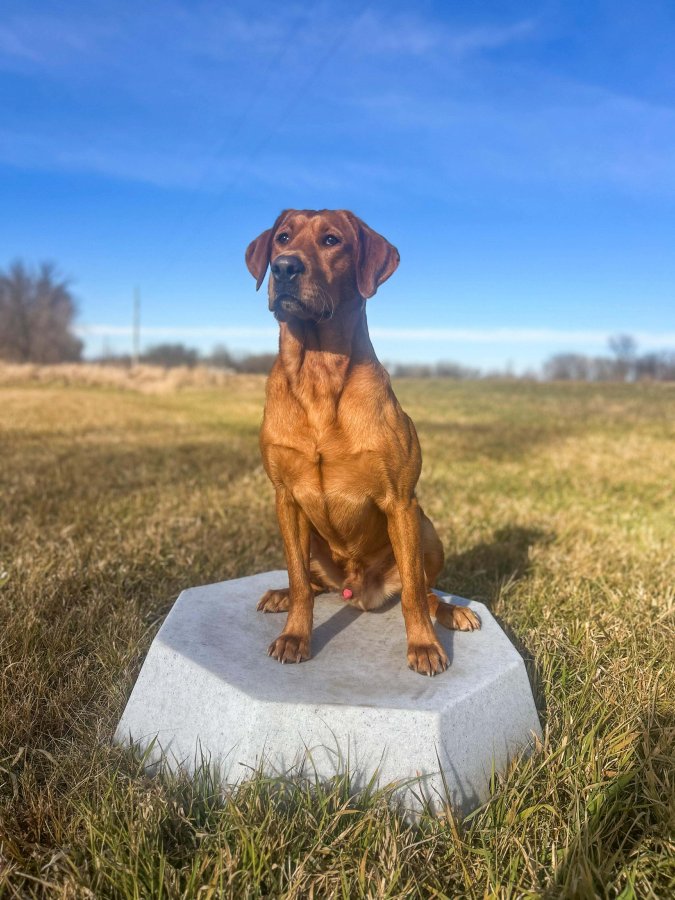 Dog Photo