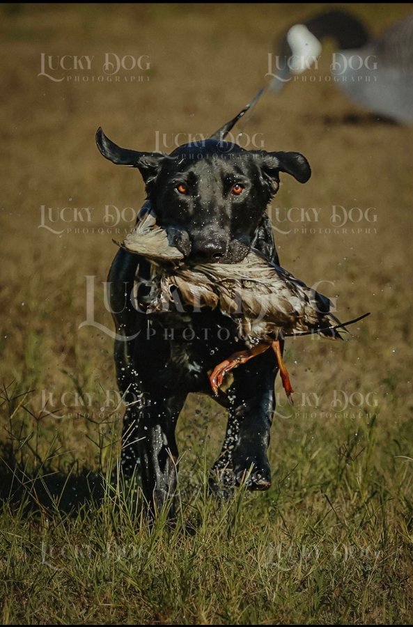 Dog Photo