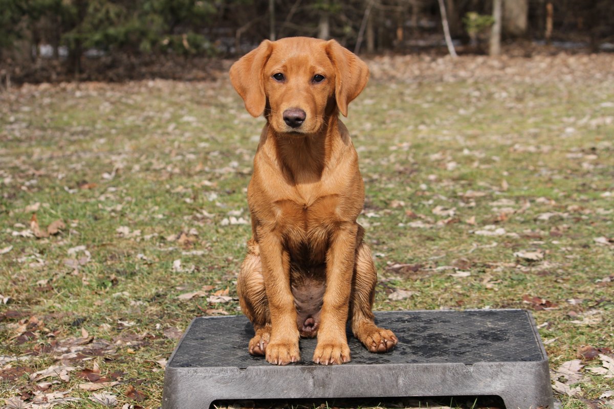 Dog Photo