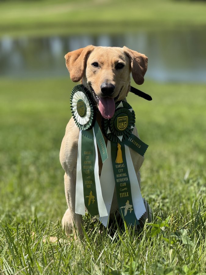 Dog Photo