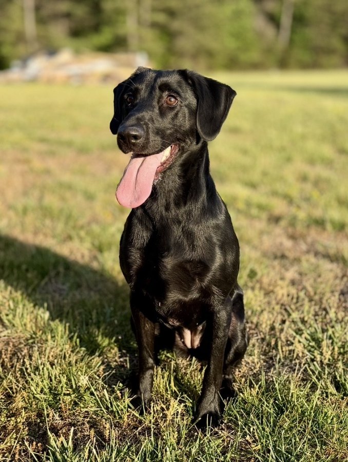 Dog Photo