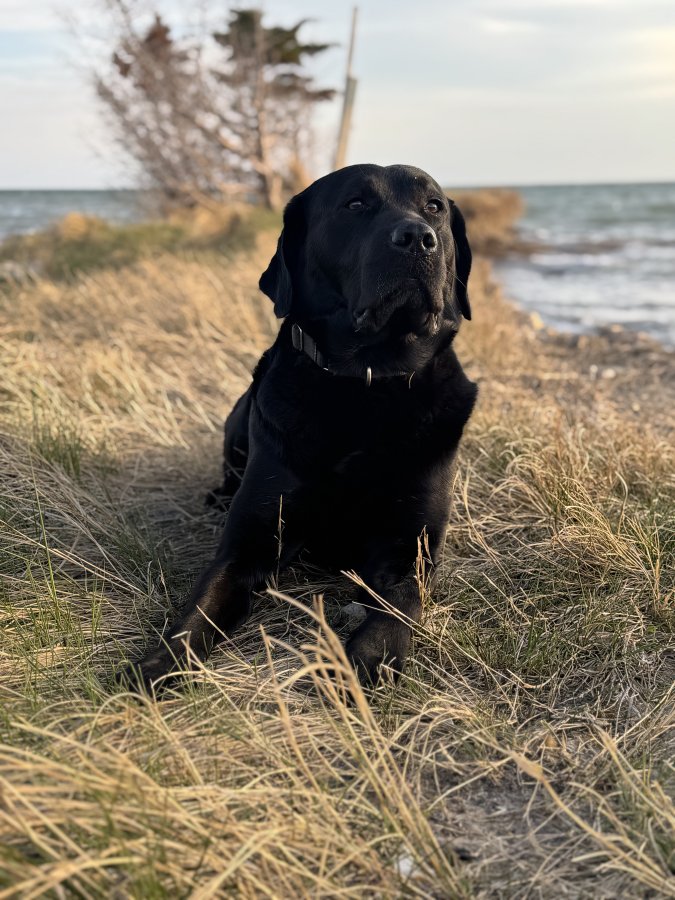 Dog Photo