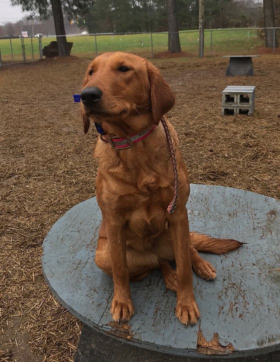 Dog Photo
