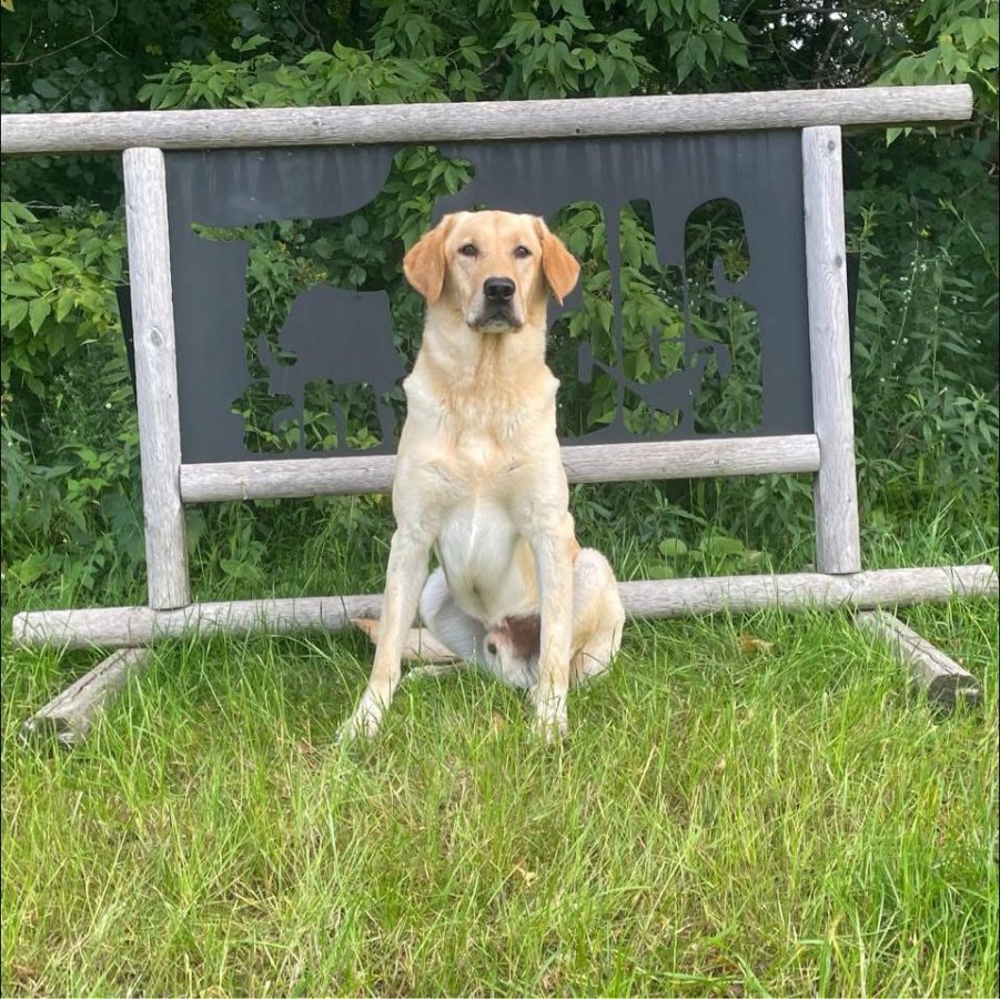 Dog Photo