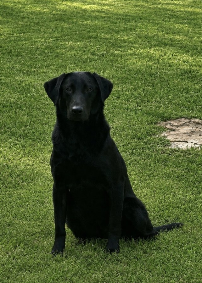 Dog Photo