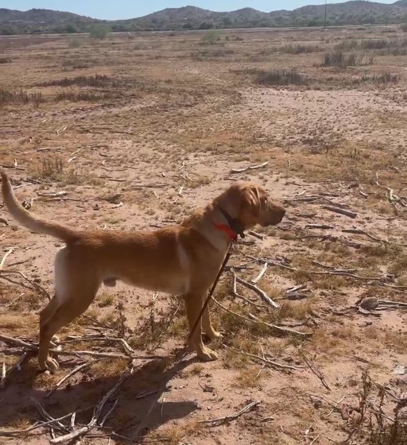 Dog Photo