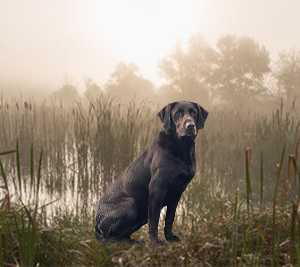 Dog Photo