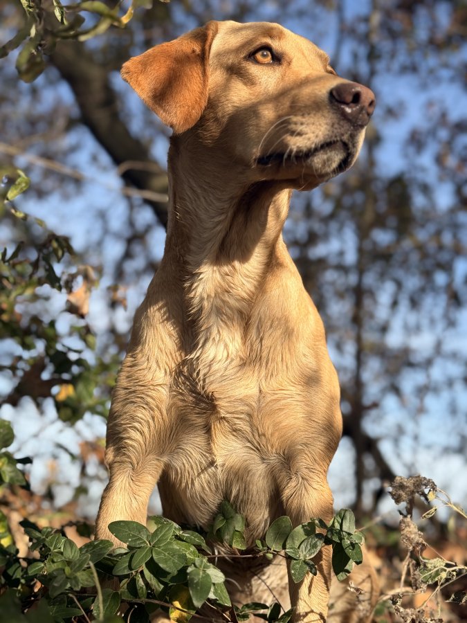 Dog Photo