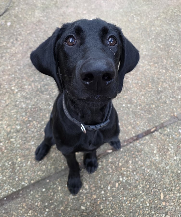 Dog Photo