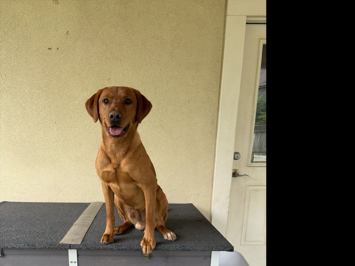 Dog Photo