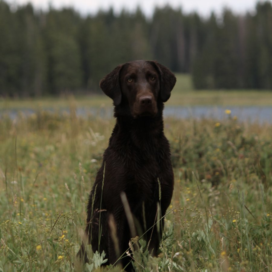 Dog Photo