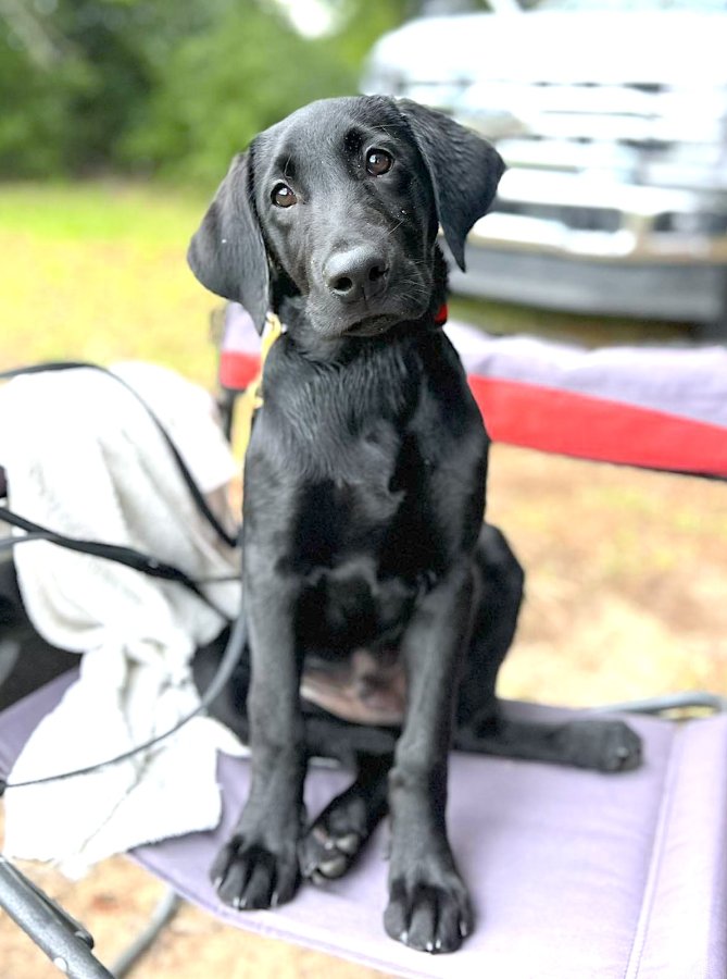Dog Photo