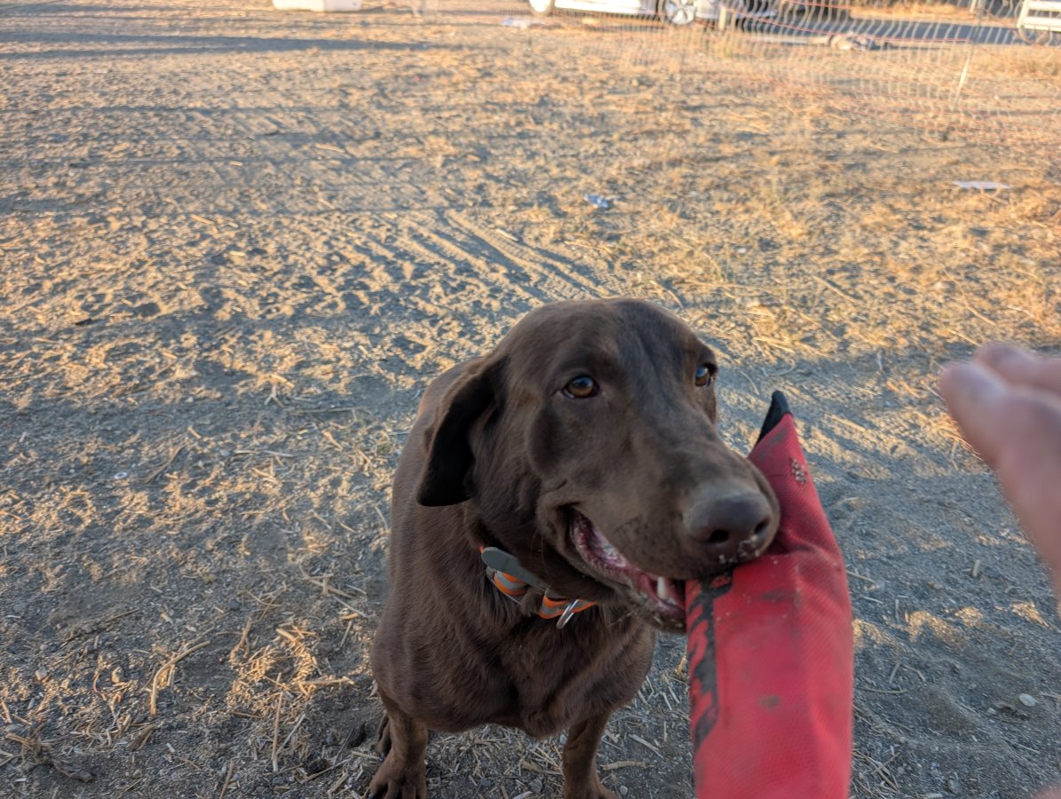 Dog Photo