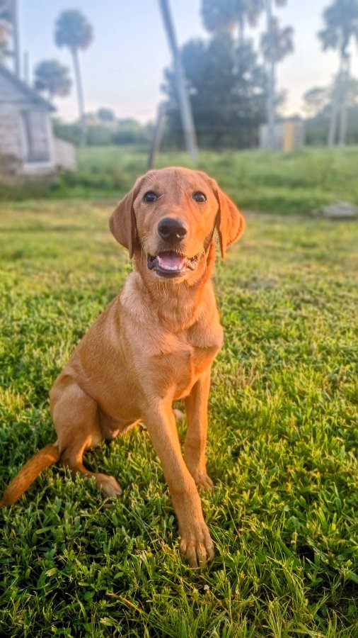 Dog Photo