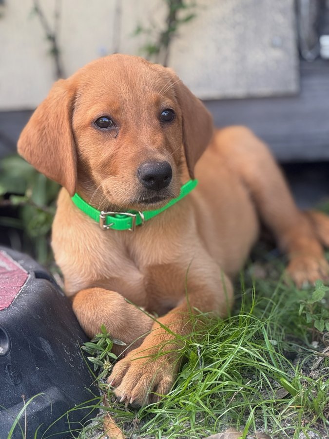 Dog Photo