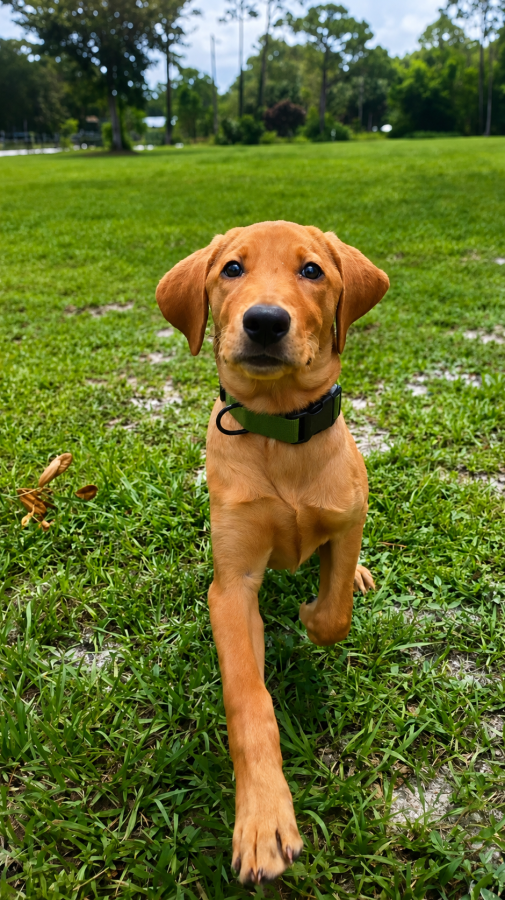 Dog Photo