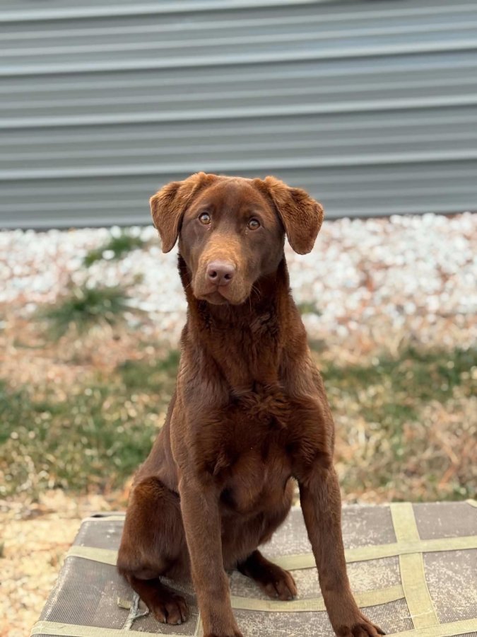 Dog Photo