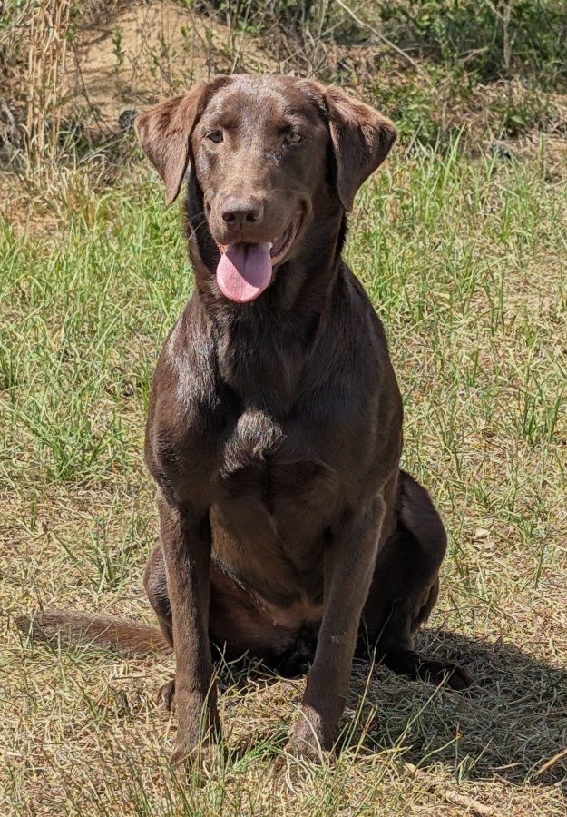 Dog Photo