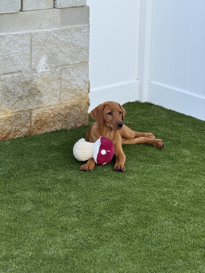 Dog Photo