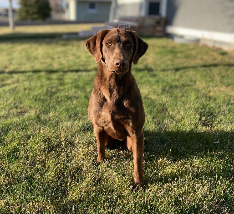 Dog Photo