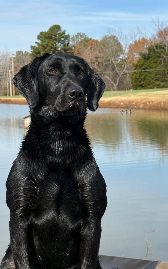 Dog Photo