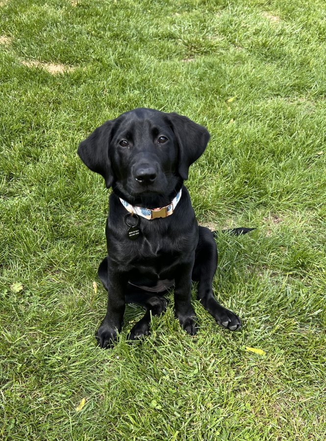 Dog Photo