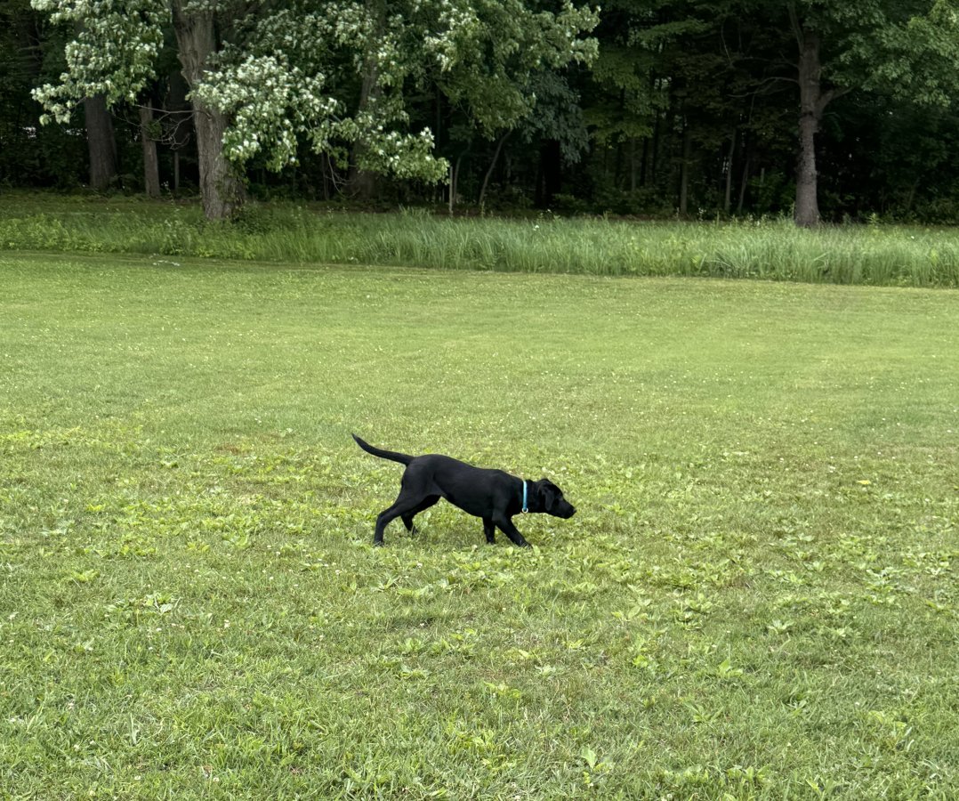 Dog Photo