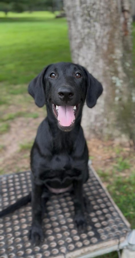 Dog Photo