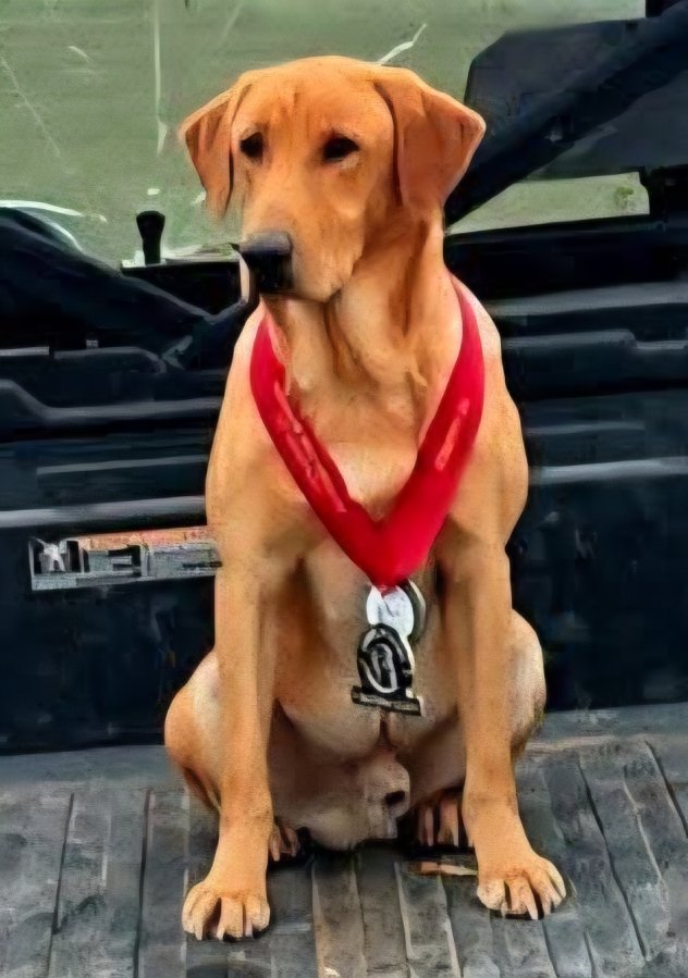 Dog Photo
