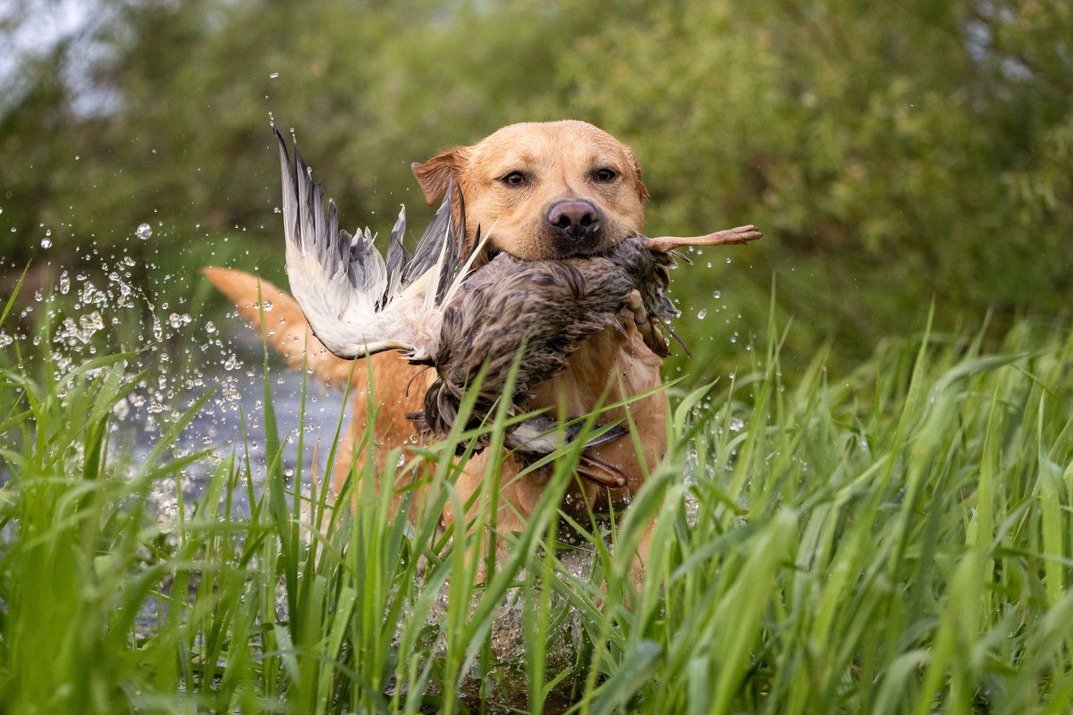 Dog Photo