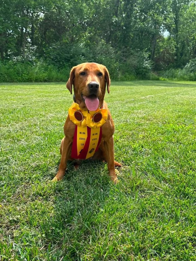 Dog Photo