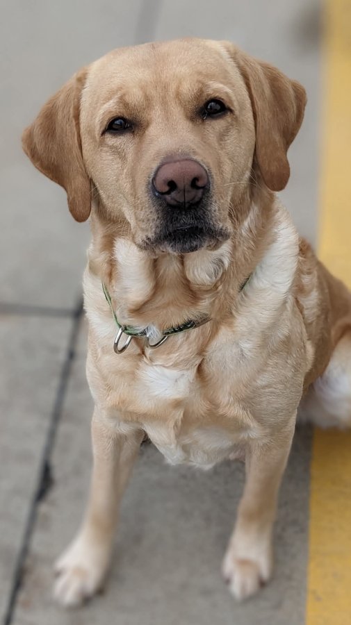 Dog Photo