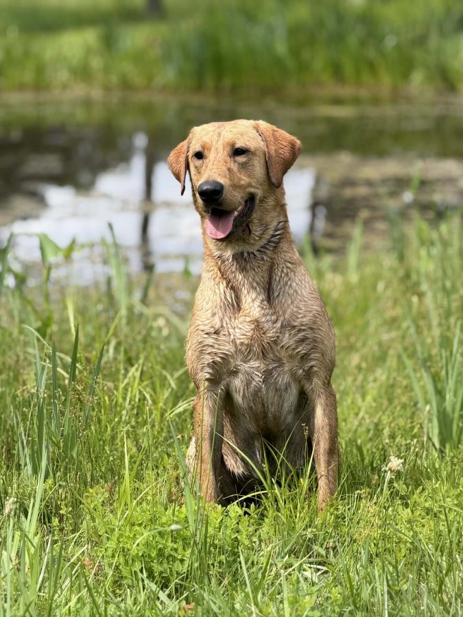 Dog Photo