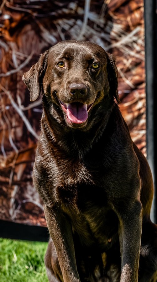 Dog Photo