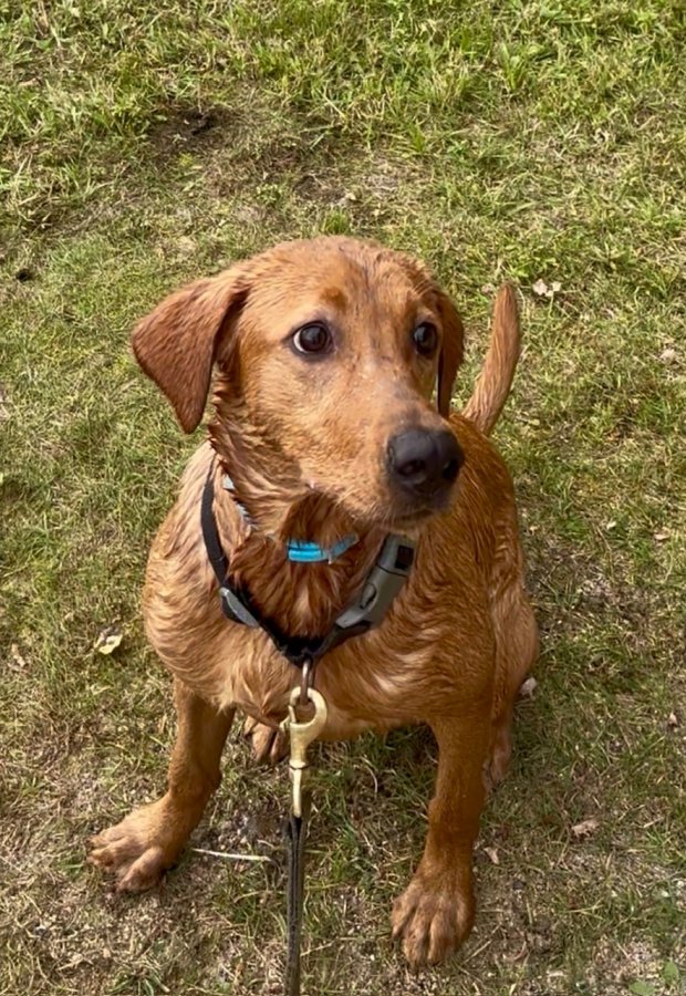 Dog Photo
