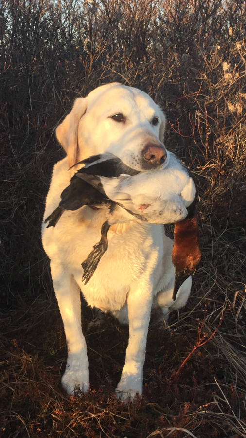 Dog Photo