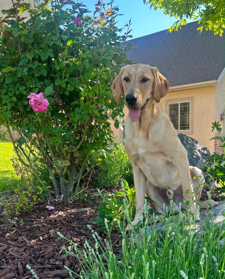 Dog Photo