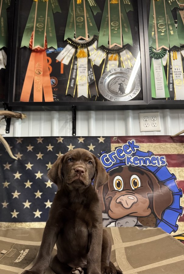 Dog Photo