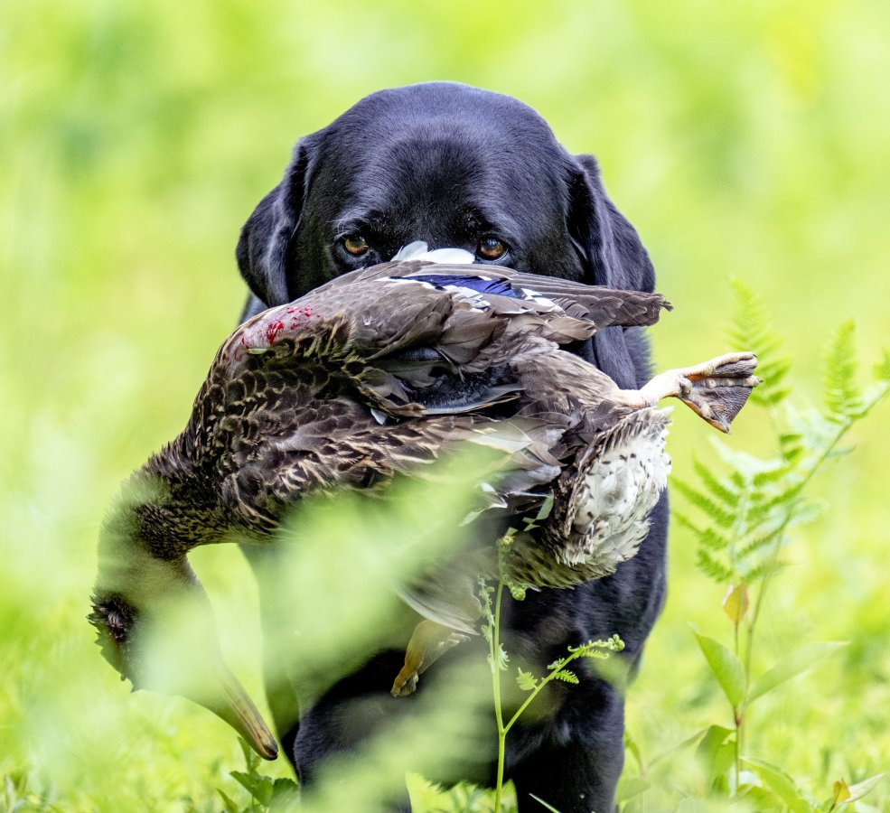 Dog Photo