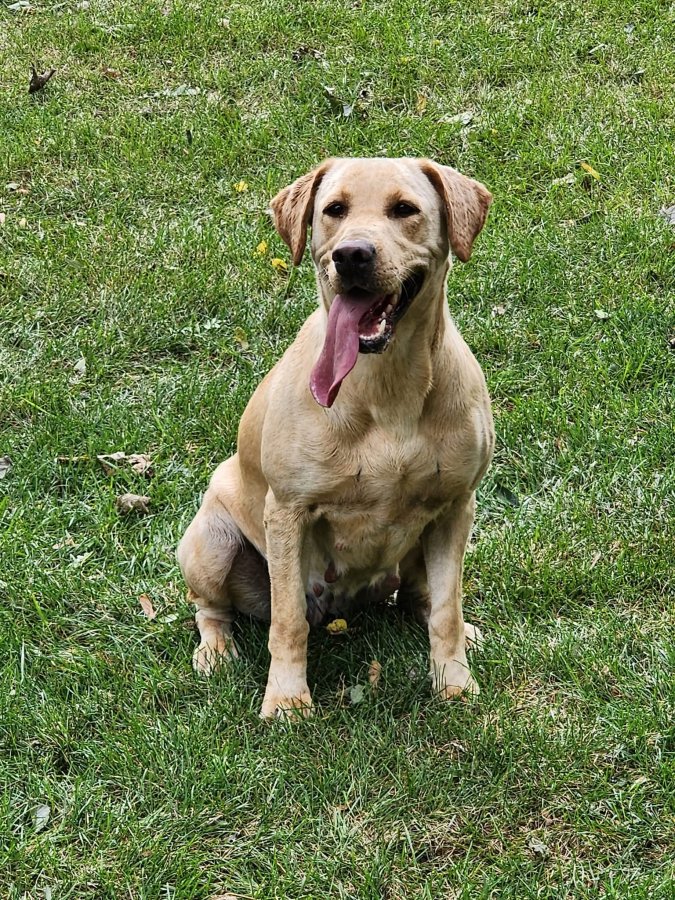 Dog Photo
