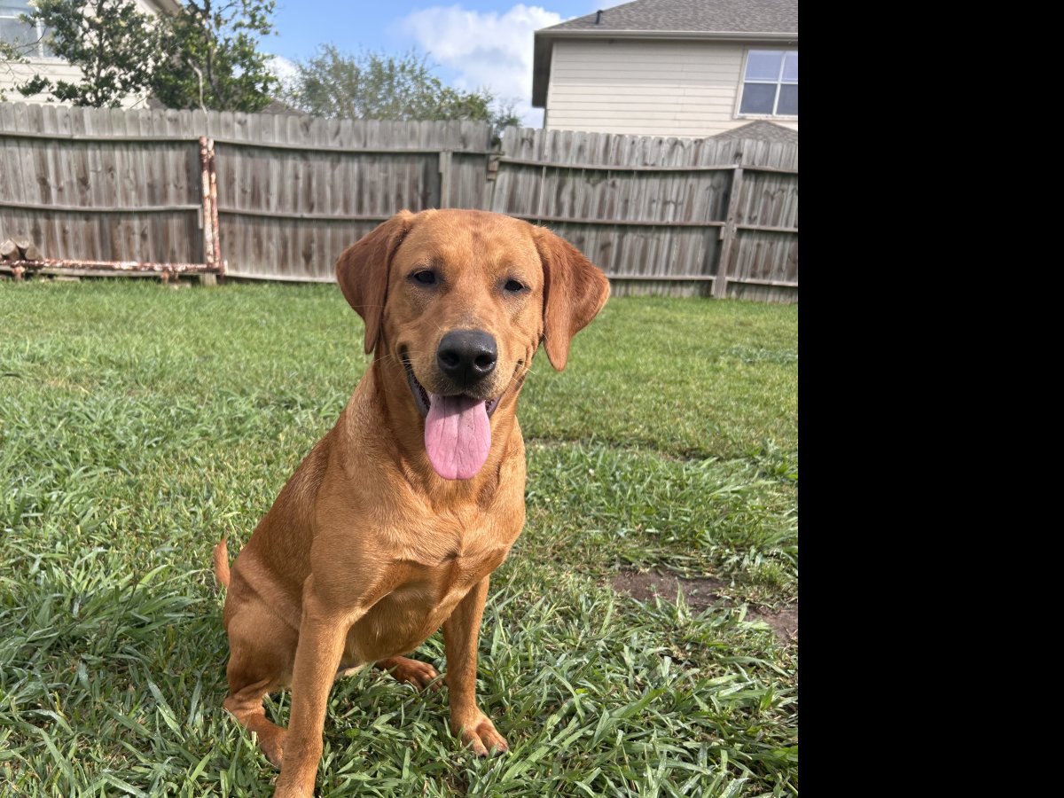 Dog Photo