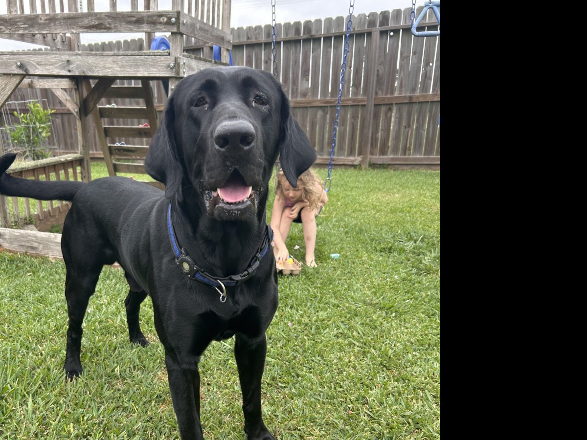 Dog Photo