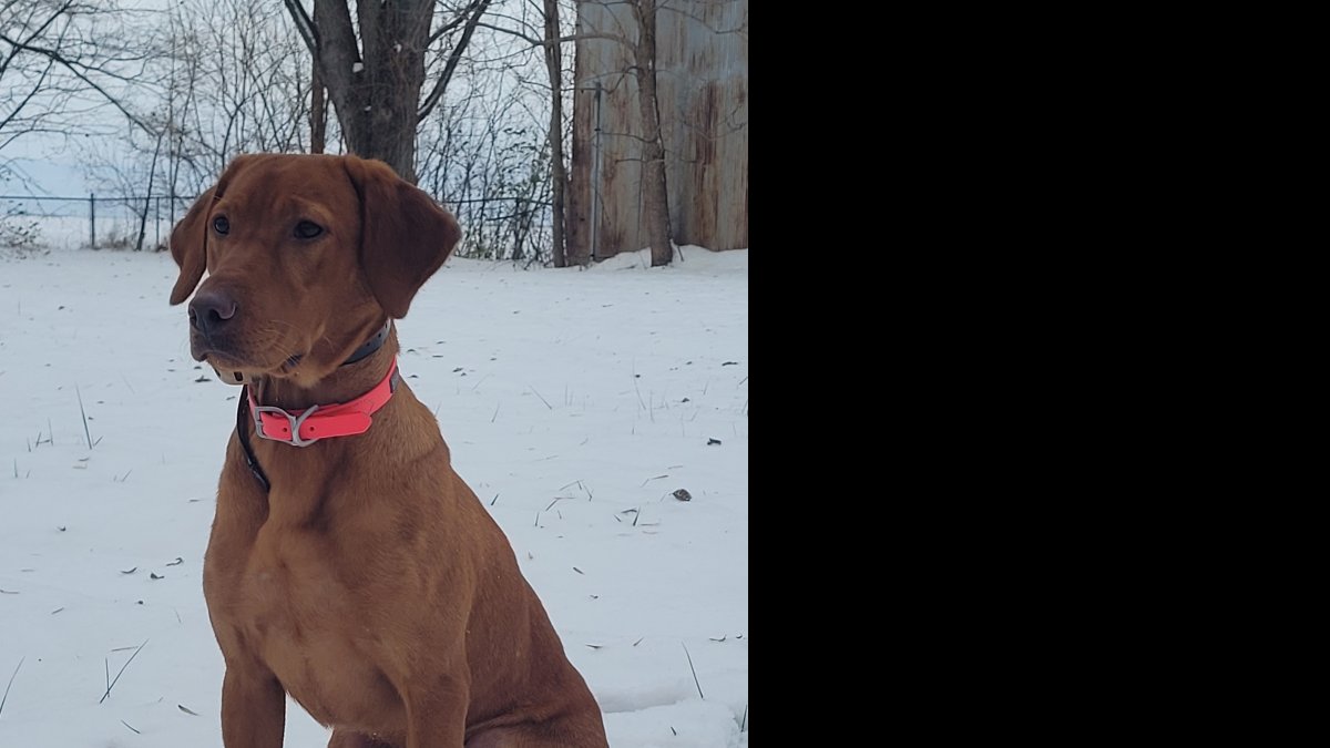 Dog Photo