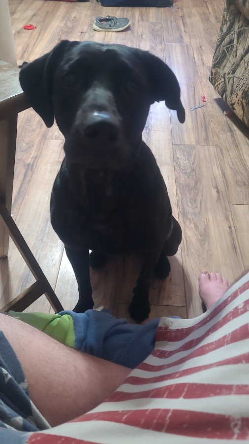 Dog Photo