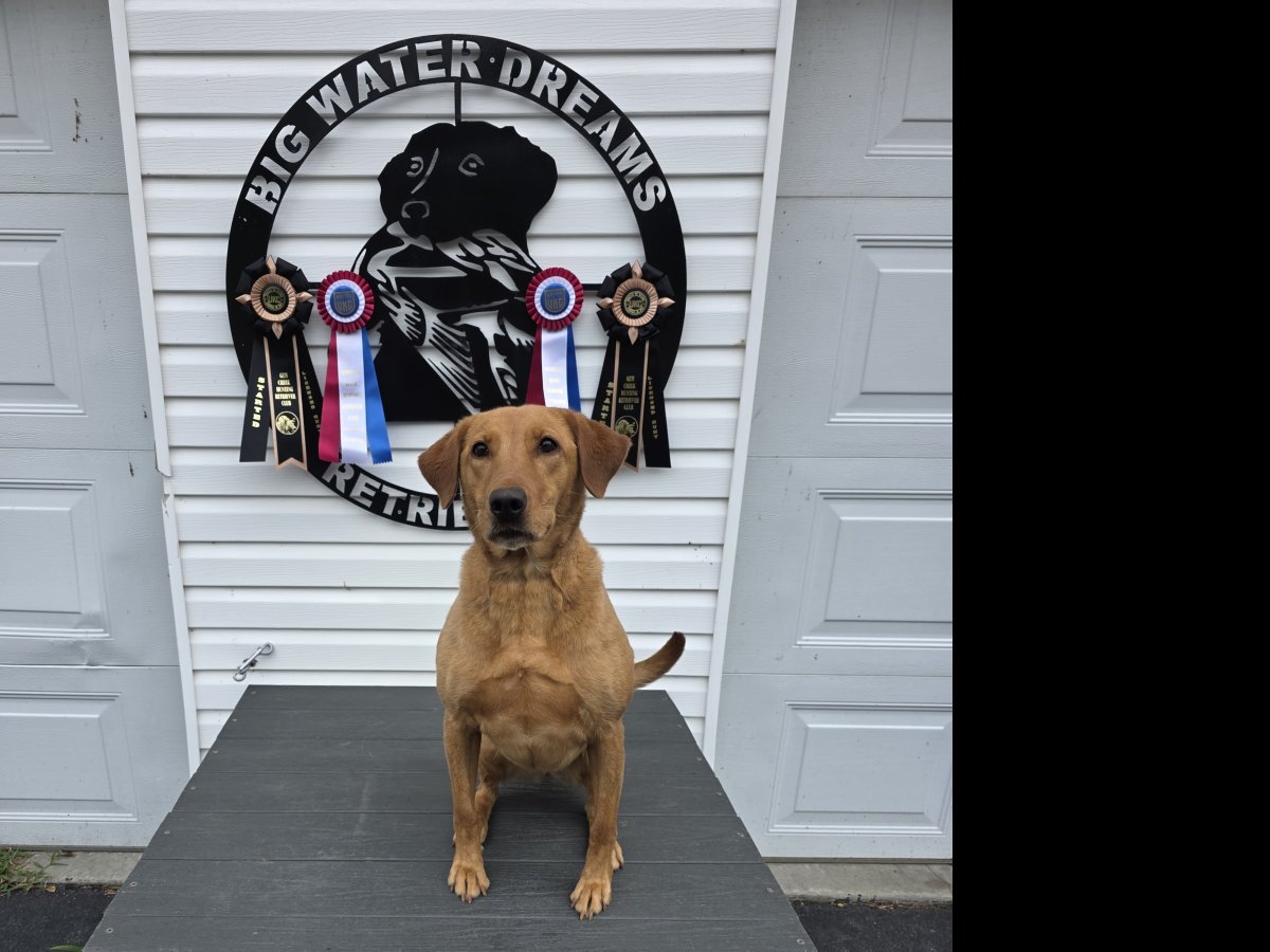 Dog Photo