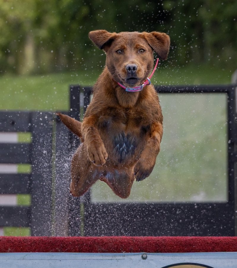 Dog Photo