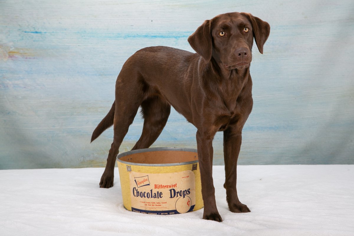 Dog Photo