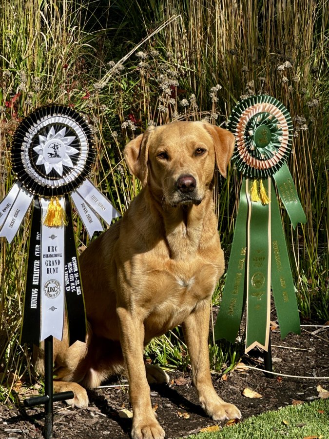 Dog Photo