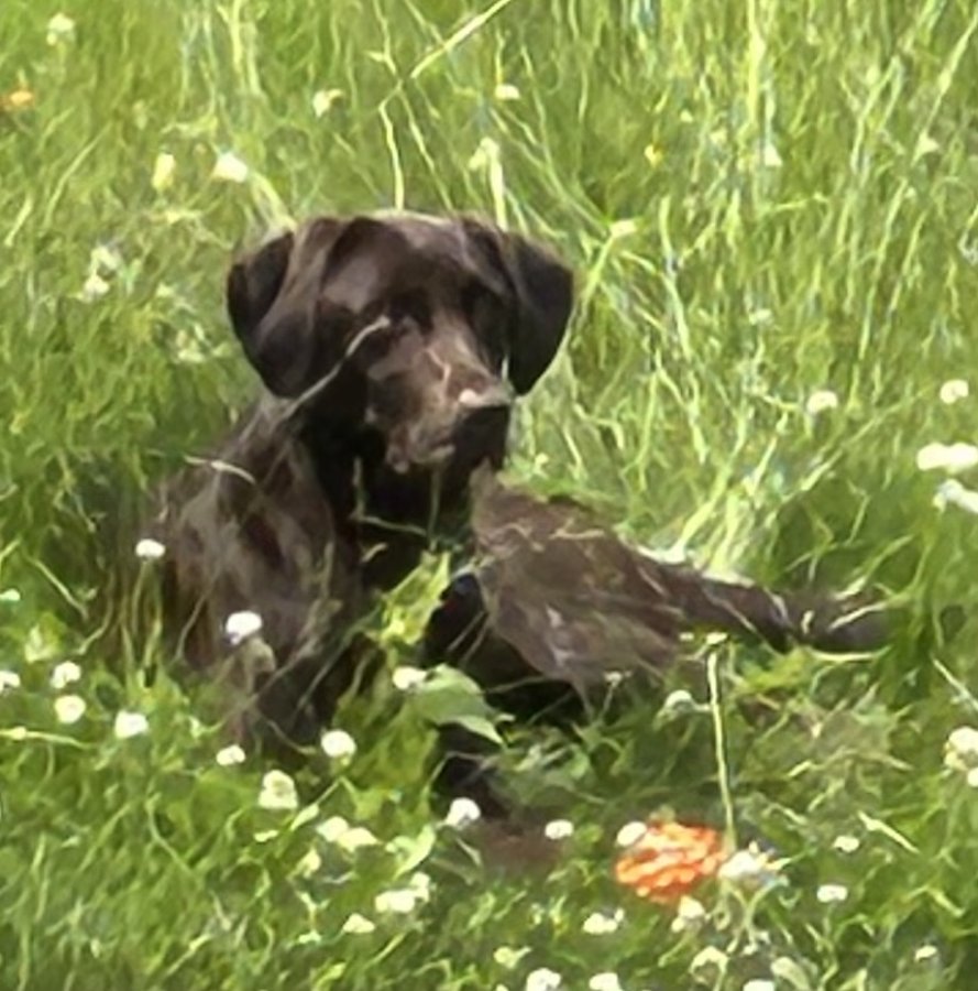 Dog Photo