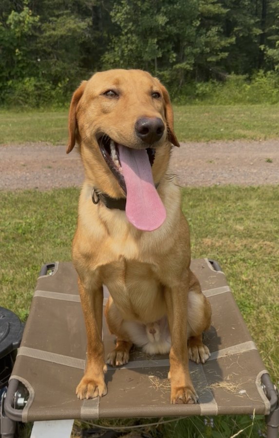 Dog Photo